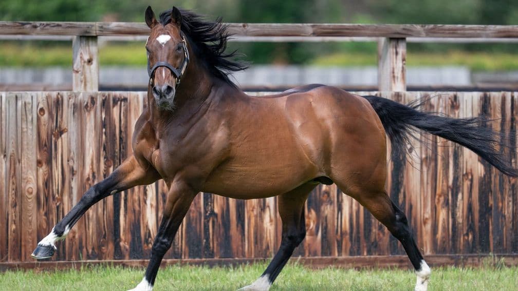 Frankel's fee rockets to £275,000 after another stunning year