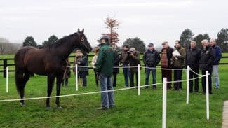 A look at some of the top sires on show at the French Stallion Trail