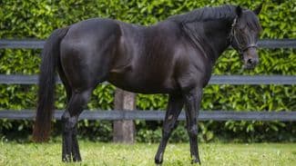 Bet Widget with Staking Plan