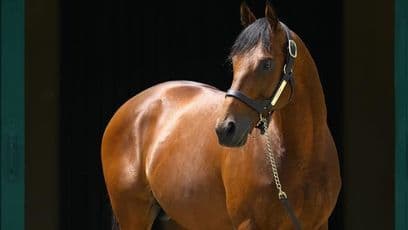 Share in exciting Zarak among highlights for next week's Tattersalls Online Sale