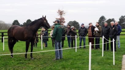A look at some of the top sires on show at the French Stallion Trail